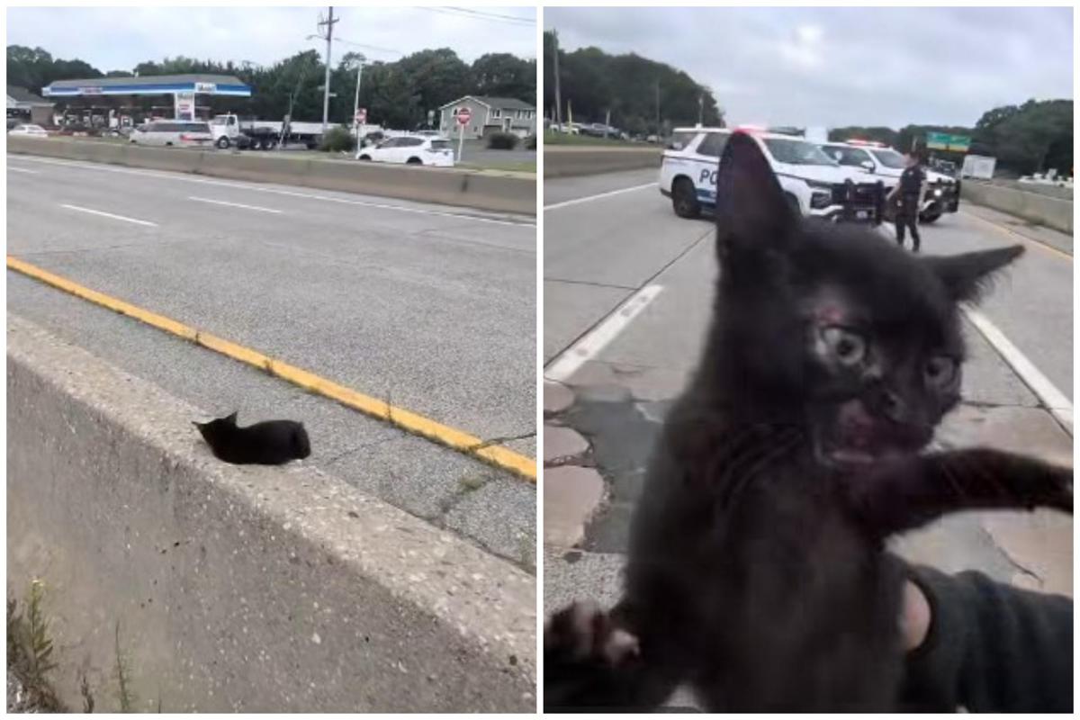 "C'è un gatto in autostrada", l'operazione di salvataggio (riuscita) a New York
