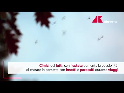 Cimici dei letti, in estate aumenta possibilità contatto