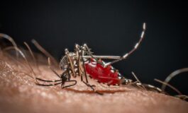 Cose la malaria la febbre palustre portata dalle zanzare che ora spaventa la Germania 265x160