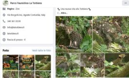 Cucciolo di ocelot al Parco Faunistico La Torbiera il lieto evento vola sul web 265x160