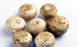 Da funghi champignon possibile azione anti cancro prostata si studia meccanismo 265x160