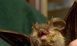 Donna si risveglia con un pipistrello in faccia Voleva infilarsi in bocca 265x160