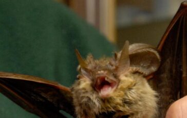 Donna si risveglia con un pipistrello in faccia Voleva infilarsi in bocca 364x230