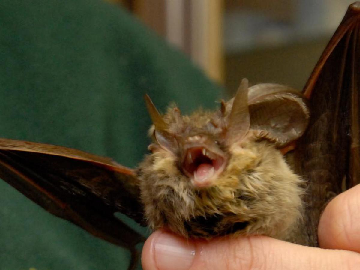 Donna si risveglia con un pipistrello in faccia: "Voleva infilarsi in bocca"
