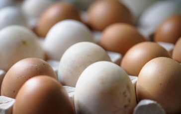 Epidemia di salmonella nel Regno Unito 1 morto e oltre 200 casi Colpa delle uova importate 364x230