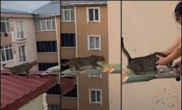 Gatto in pericolo su un tetto il salvataggio con. unasse da stiro 265x160