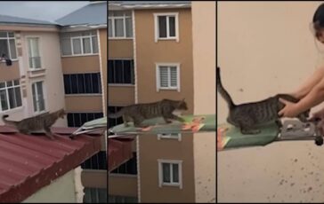 Gatto in pericolo su un tetto il salvataggio con. unasse da stiro 364x230