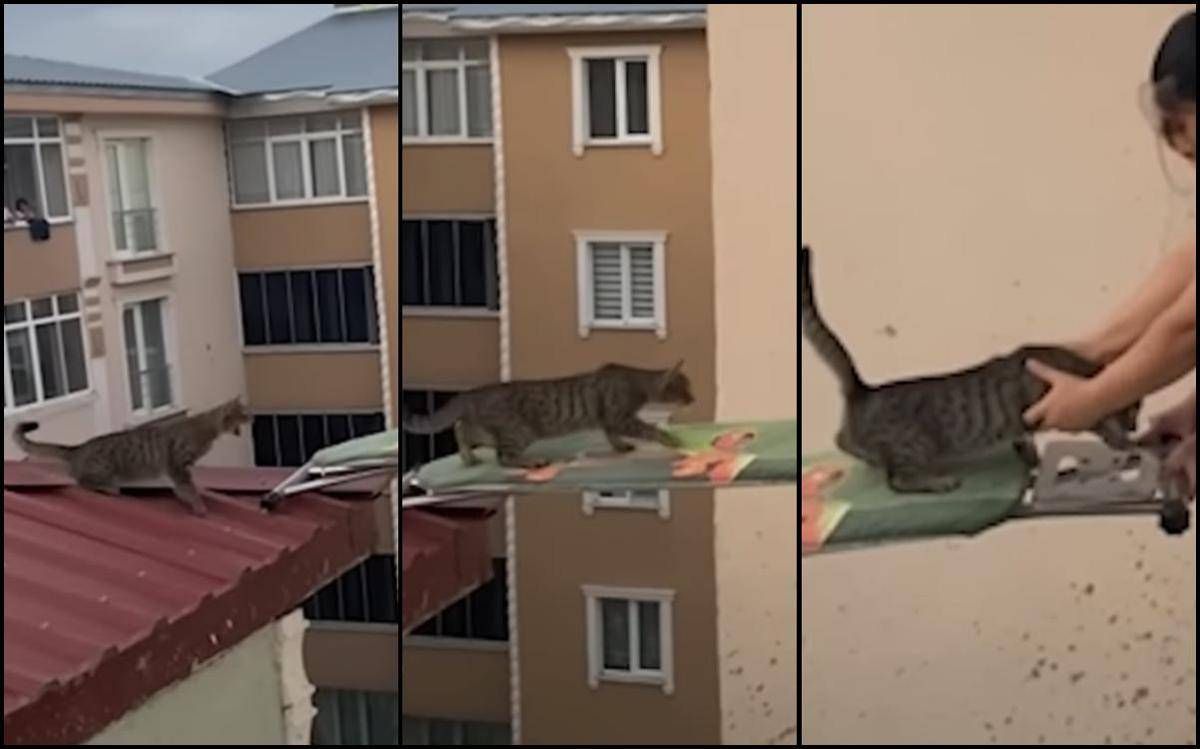 Gatto in pericolo su un tetto, il 'salvataggio' con... un'asse da stiro