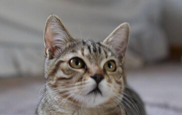 Gatto scompare per 10 anni poi si presenta. al compleanno della padrona 364x230