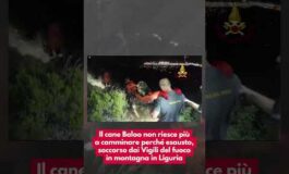 Il cane Baloo non riesce piu a camminare perche esausto soccorso dai Vigili del fuoco in montagna 265x160
