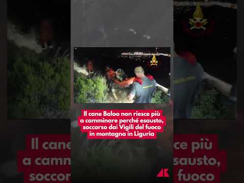 Il cane Baloo non riesce più a camminare perché esausto, soccorso dai Vigili del fuoco in montagna