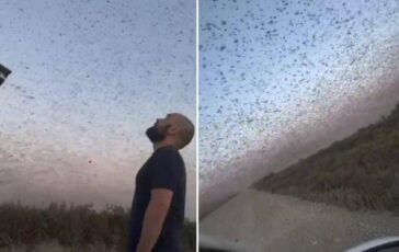 Invasione record di locuste milioni di insetti oscurano il cielo. E il web grida alla piaga biblica 364x230