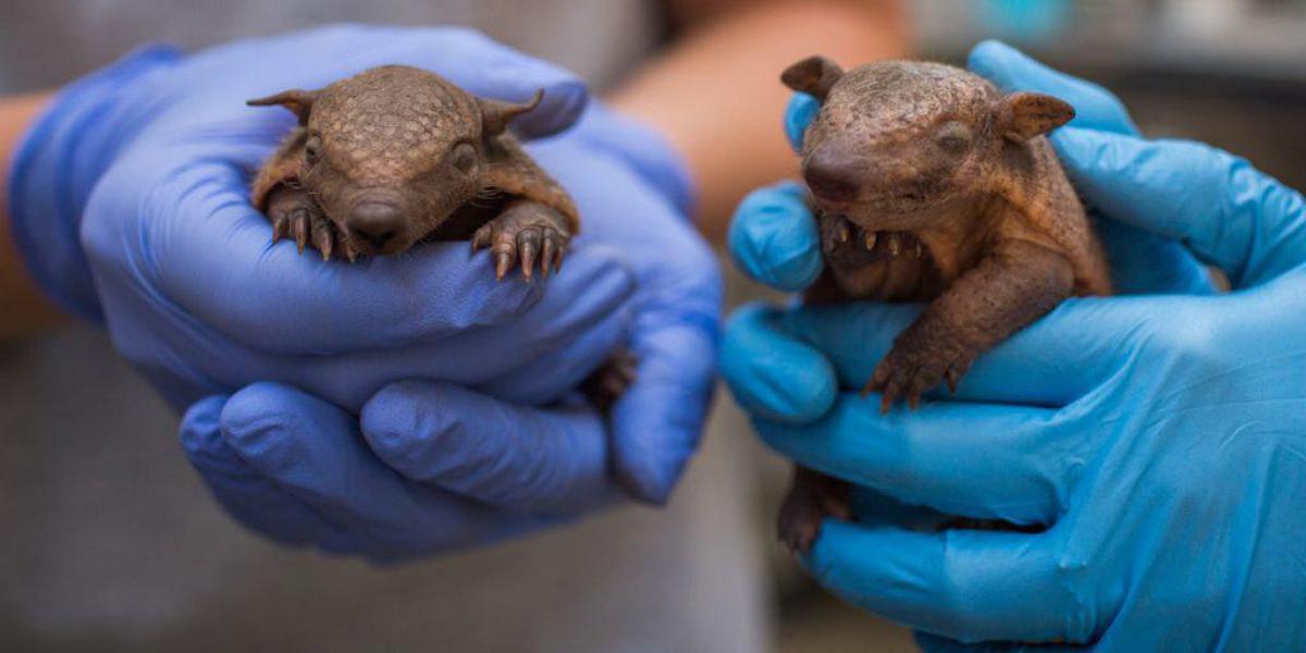 Lebbra, casi in aumento in Florida e l'armadillo torna sotto i riflettori