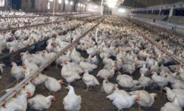 Meglio il pollo con pelle bianca o gialla Lallevatore sfata un falso mito 265x160