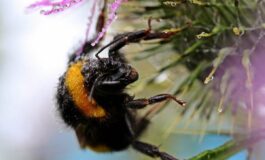 Morto dopo la puntura di un calabrone cosa fare subito cosa dice lallergologa 265x160