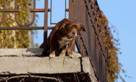 No a cani e gatti su balconi scantinati terrazze e cortili la nuova legge in Spagna 265x160
