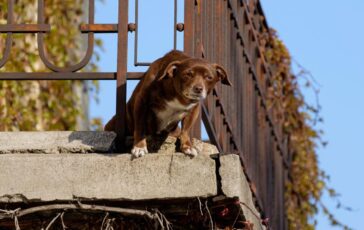 No a cani e gatti su balconi scantinati terrazze e cortili la nuova legge in Spagna 364x230