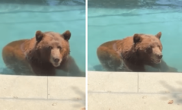 Orso si intrufola in unabitazione privata per. un tuffo in piscina Il video 265x160