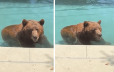 Orso si intrufola in unabitazione privata per. un tuffo in piscina Il video 364x230