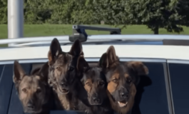 Quattro pastori tedeschi affacciati al finestrino aspettano. la mamma il video esilarante 265x160