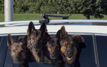 Quattro pastori tedeschi affacciati al finestrino aspettano. la mamma il video esilarante 364x230