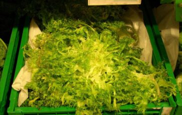 Usa primi due morti per lepidemia di ciclopsporiasi oltre 18mila casi 364x230