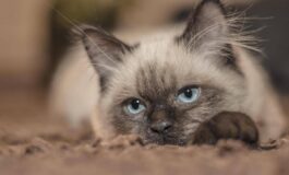 Vitto e alloggio gratis sullisola greca bisogna solo occuparsi dei gatti 265x160