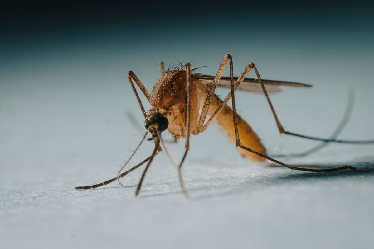 https://static.adhubmedia.com/notizie_it/wp-content/uploads/2026/08/allarme-malaria-allaeroporto-di-francoforte-82c2ac23.jpg