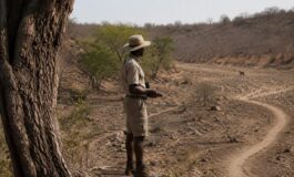 Caldo e animali selvatici: regole chiare per incontri responsabili