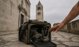 Cane abbandonato davanti alla chiesa di San Michele: la vicenda che scuote Erice