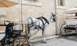 carrozza cavalli