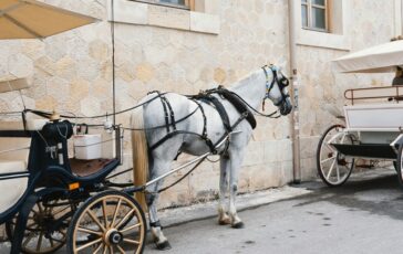 carrozza cavalli