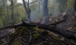 Crimea in fiamme: l'incendio che minaccia la riserva naturale di Yalta