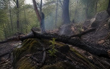 Crimea in fiamme: l'incendio che minaccia la riserva naturale di Yalta