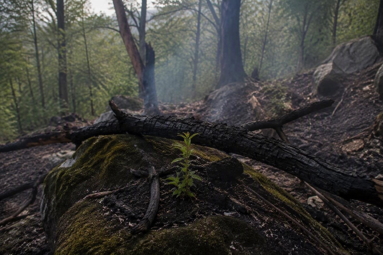 https://static.adhubmedia.com/notizie_it/wp-content/uploads/2026/08/crimea-in-fiamme-lincendio-che-minaccia-la-riserva-naturale-di-yalta-az-1787689542.jpg