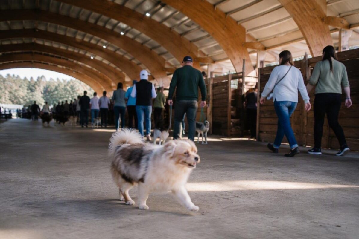Jinny Lu trionfa alla 50ª edizione del concorso per il cane più brutto del mondo