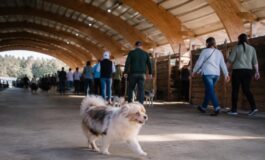 Jinny Lu trionfa alla 50ª edizione del concorso per il cane più brutto del mondo