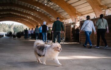 Jinny Lu trionfa alla 50ª edizione del concorso per il cane più brutto del mondo