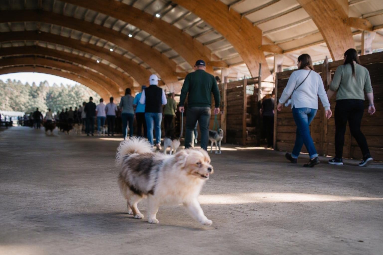 Jinny Lu trionfa alla 50ª edizione del concorso per il cane più brutto del mondo