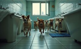 La storia di Margot e il futuro incerto del suo rifugio per animali a Savona