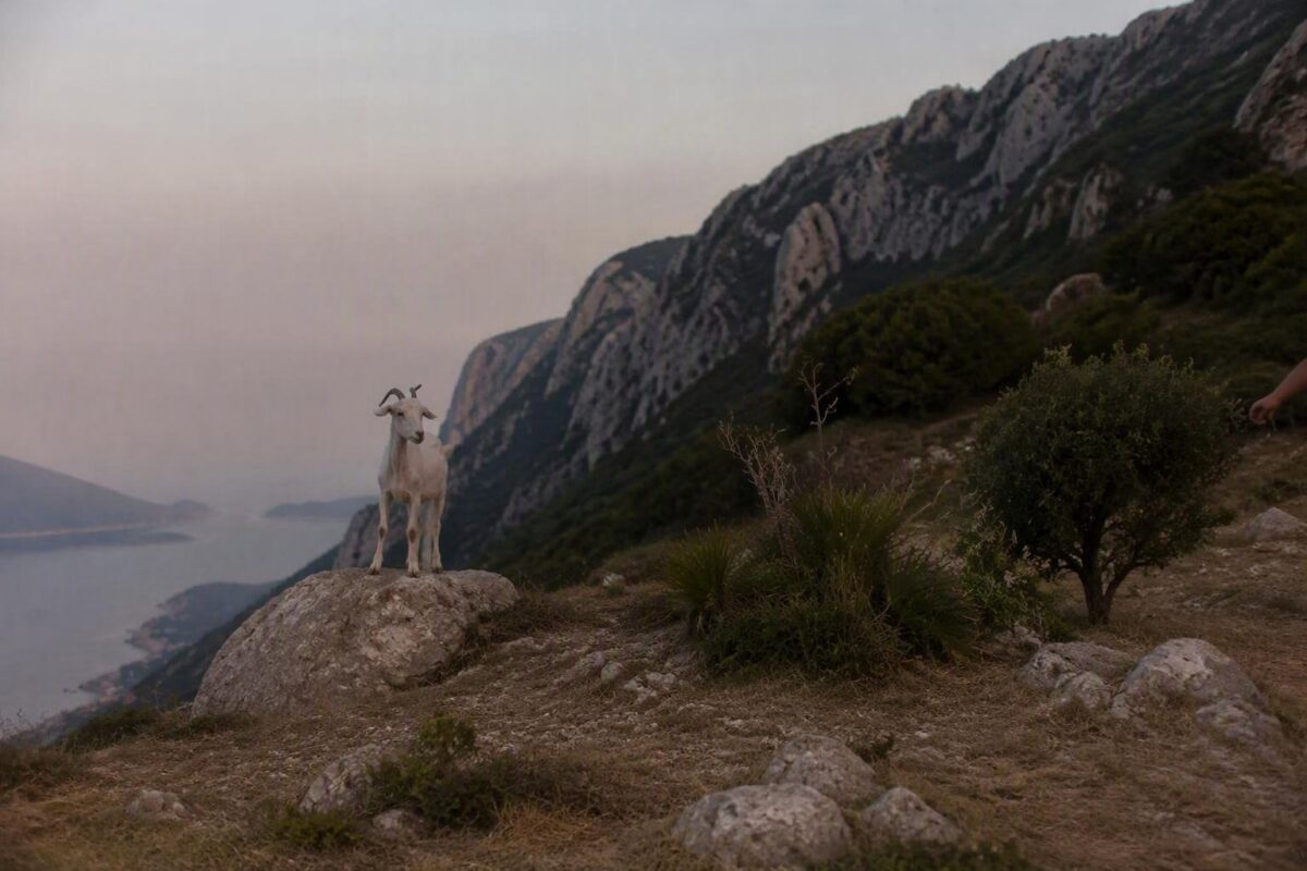 Le capre di Capri minacciano l'ecosistema del Monte Solaro