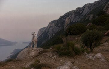 Capri's goats threaten the ecosystem of Mount Solaro.