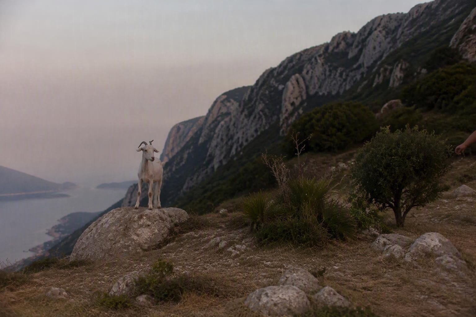 https://static.adhubmedia.com/notizie_it/wp-content/uploads/2026/08/le-capre-di-capri-minacciano-lecosistema-del-monte-solaro-az-1787199978.jpg