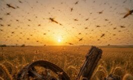 Locuste giganti nel Daghestan: l'allarme per l'agricoltura e le reazioni social
