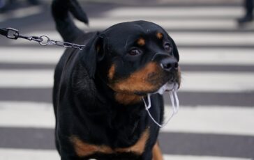 sbranato rottweiler
