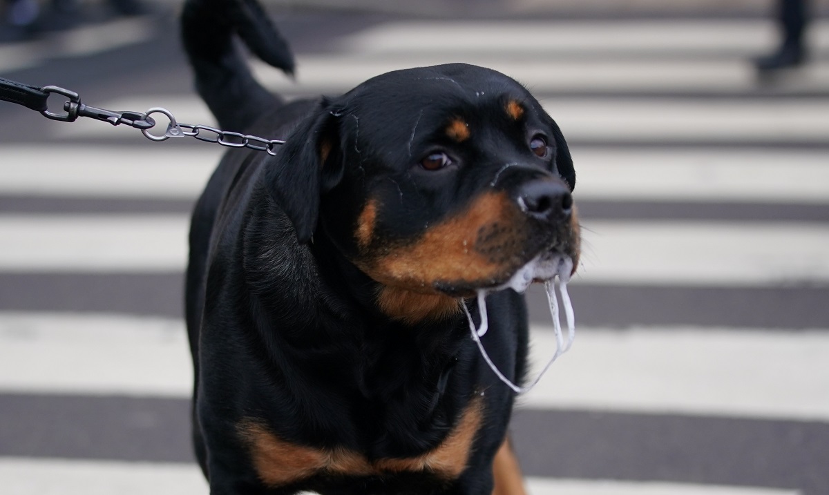 https://static.adhubmedia.com/notizie_it/wp-content/uploads/2026/08/sbranato-da-due-rottweiler-e-morto-nel-suo-terreno-chi-e-la-vittima-dellattacco-e9aeea03.jpg