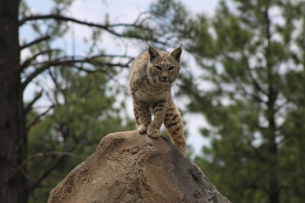https://static.adhubmedia.com/notizie_it/wp-content/uploads/2026/08/trova-un-gatto-incastrato-nella-griglia-della-macchina-db48ccd0.jpg