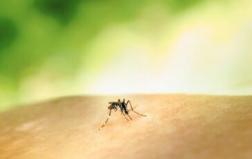 virus west nile