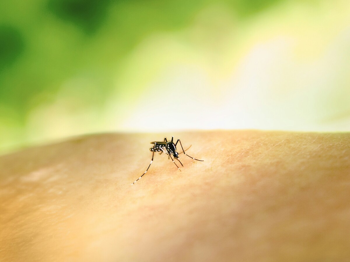 Virus West Nile, cresce l'allarme in Italia: i casi e i decessi dall'inizio del 2026