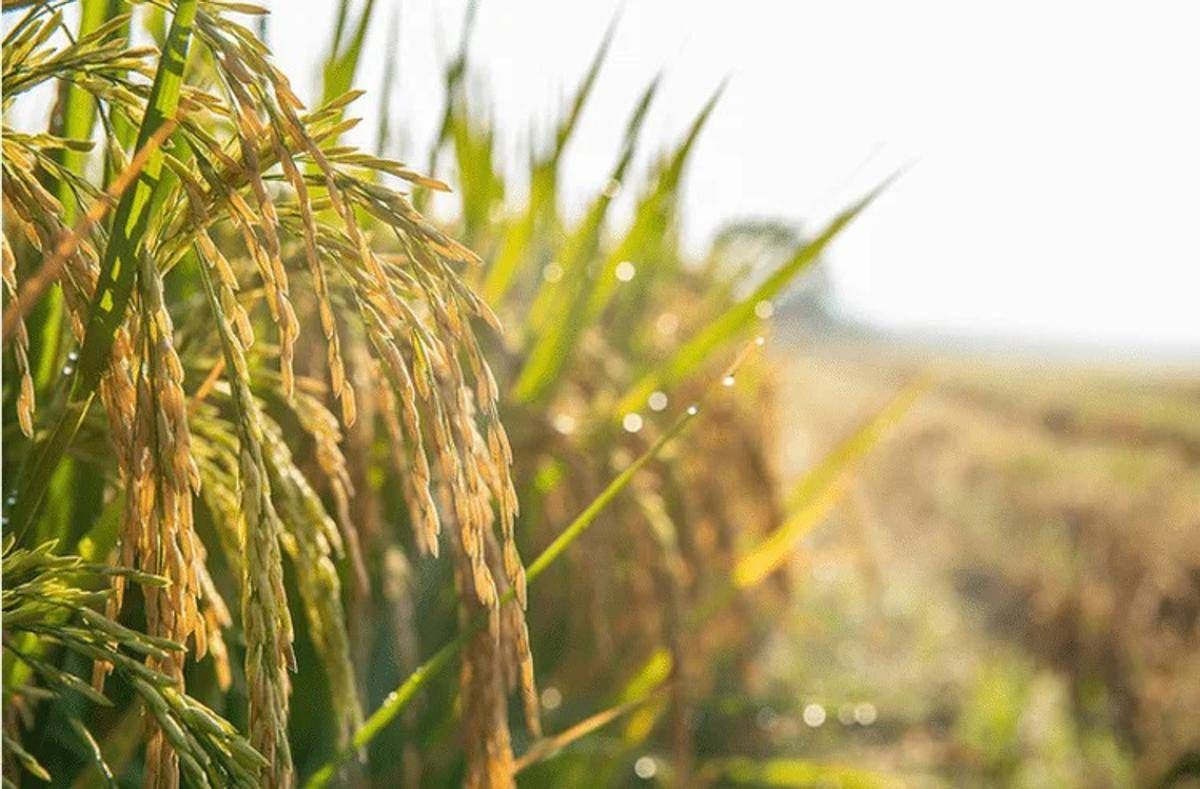 Agricoltura: Ismea, prorogato al 15 dicembre termine domande al Fondo Inail da 10 mln per trattori